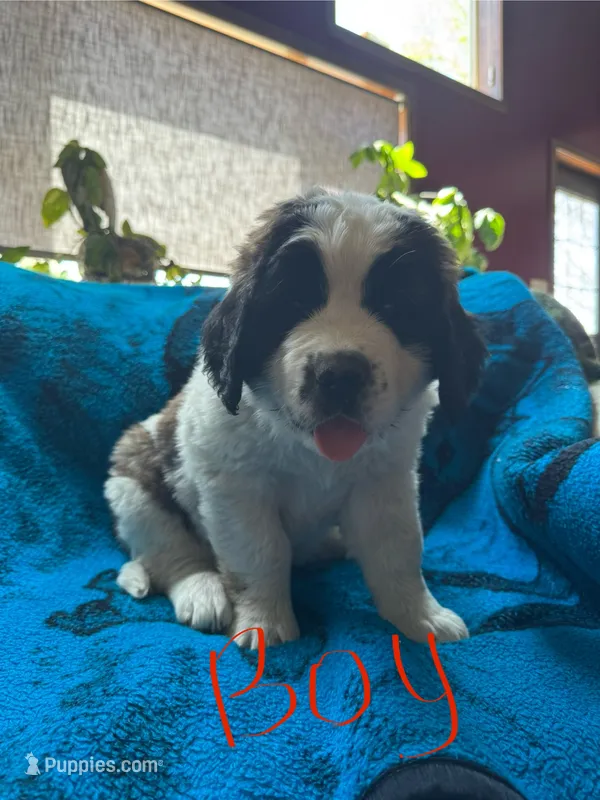 Red boy – Saint Bernard puppy for sale in Albany, MN