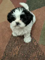 Peaches, a female Shih Tzu for sale in Albany, MN – 2 of 4