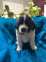 Black boy, a male Saint Bernard for sale in Albany, MN – 1 of 1