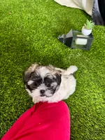 Lola, a female Shih Tzu for sale in Phoenix, AZ – Photo 4 of 10