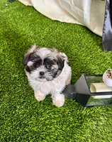Lola, a female Shih Tzu for sale in Phoenix, AZ – Photo 1 of 10