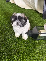 Lola, a female Shih Tzu for sale in Phoenix, AZ – Photo 2 of 10