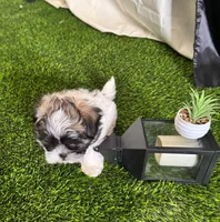 Lola, a female Shih Tzu for sale in Phoenix, AZ – Photo 10 of 10