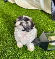 Lola, a female Shih Tzu for sale in Phoenix, AZ – Photo 7 of 10