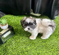 Lola, a female Shih Tzu for sale in Phoenix, AZ – Photo 5 of 10