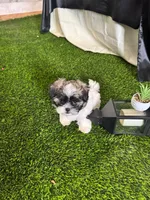 Lola, a female Shih Tzu for sale in Phoenix, AZ – Photo 8 of 10