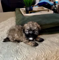 Lucas, a male Shihpoo for sale in Phoenix, AZ – Photo 3 of 4