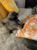 Lucas, a male Shihpoo for sale in Phoenix, AZ – Photo 1 of 4