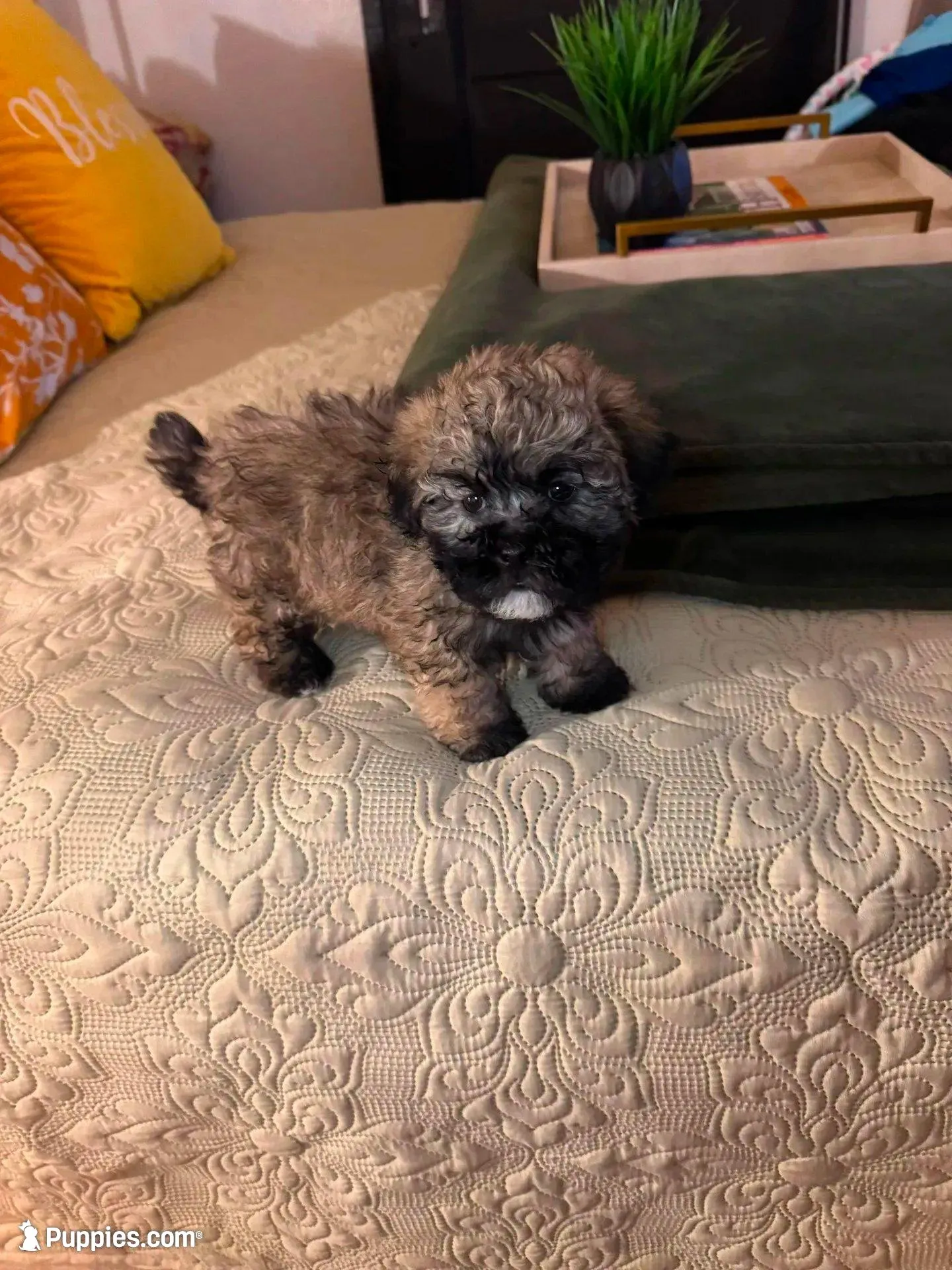 Lucas, a male Shih Tzu for sale in Phoenix, AZ – Photo 1 of 3