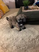 Lucas, a male Shihpoo for sale in Phoenix, AZ – Photo 2 of 4