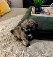 Lucas, a male Shihpoo for sale in Phoenix, AZ – Photo 4 of 4