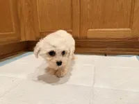 processed/8ae56dfd-7253-4097-b02a-0a3dfe274b85/listing/2b2aab34-47a5-45e3-a1a3-8e8942d63b2e/03e2368d-7f52-4ceb-9b3c-01a68c947ab6