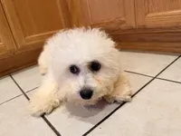 Pink, a female Bichon Frise for sale in San Jose, CA – Photo 6 of 10