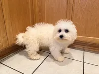 Pink, a female Bichon Frise for sale in San Jose, CA – Photo 5 of 10