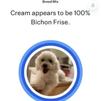 Pink, a female Bichon Frise for sale in San Jose, CA – Photo 7 of 10