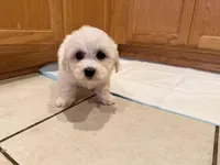 Pink, a female Bichon Frise for sale in San Jose, CA – Photo 3 of 10