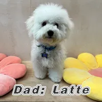 Pink, a female Bichon Frise for sale in San Jose, CA – Photo 9 of 10