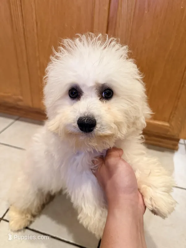 Pink – Bichon Frise puppy for sale in San Jose, CA