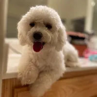 Pink, a female Bichon Frise for sale in San Jose, CA – Photo 8 of 10