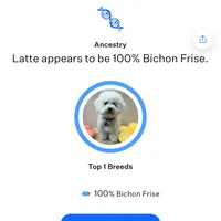 Pink, a female Bichon Frise for sale in San Jose, CA – Photo 10 of 10