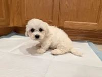 Black, a male Bichon Frise for sale in San Jose, CA – Photo 1 of 9