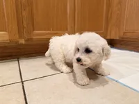 Black, a male Bichon Frise for sale in San Jose, CA – Photo 5 of 9