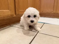 Black, a male Bichon Frise for sale in San Jose, CA – Photo 3 of 9