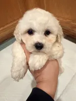 Black, a male Bichon Frise for sale in San Jose, CA – Photo 2 of 9