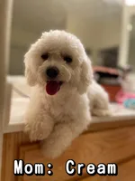 Black, a male Bichon Frise for sale in San Jose, CA – Photo 6 of 9