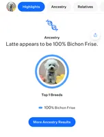 Black, a male Bichon Frise for sale in San Jose, CA – Photo 9 of 9