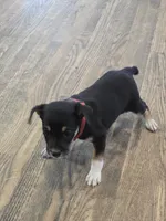 Reduced! Lilah, a female Rat Terrier and Chihuahua for sale in Lublin, WI – 7 of 8