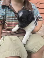 Luca, a male Rat Terrier and Chihuahua for sale in Lublin, WI – 5 of 5