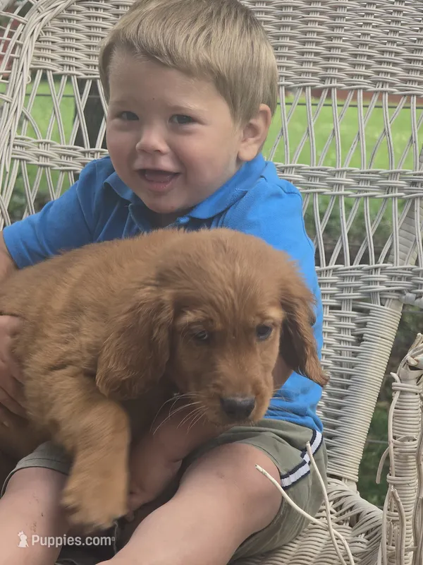 Cinnamon – English Goldendoodle puppy for sale in Lublin, WI