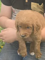 Jasper, a male English Goldendoodle for sale in Lublin, WI – 4 of 5