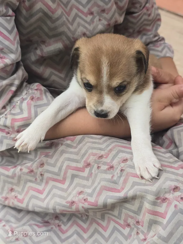 Lacy – Rat Terrier, Chihuahua puppy for sale in Lublin, WI