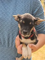 Reduced! Lilah, a female Rat Terrier and Chihuahua for sale in Lublin, WI – 3 of 8