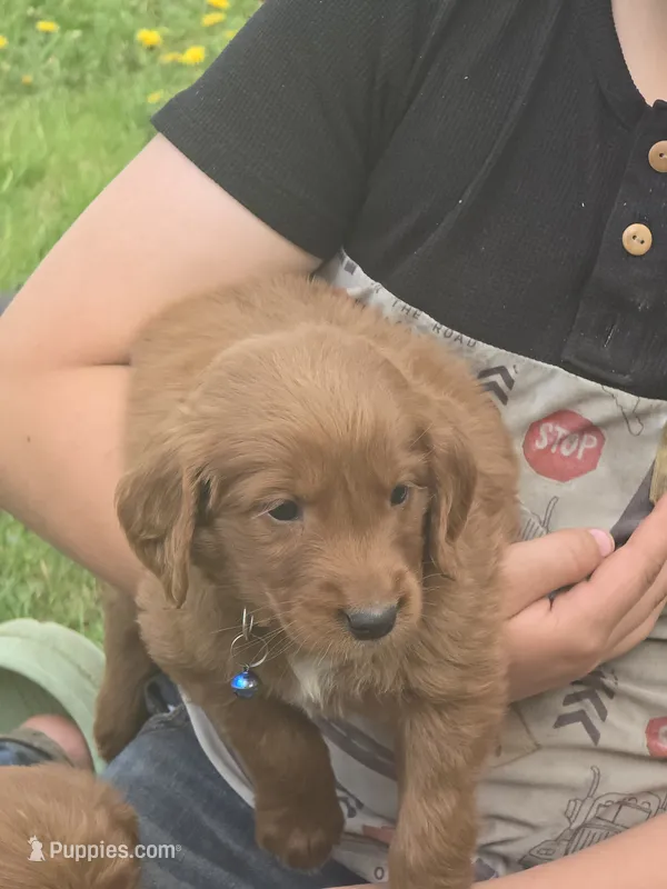Asher – English Goldendoodle puppy for sale in Lublin, WI