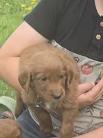 Asher, a male English Goldendoodle for sale in Lublin, WI – 1 of 4