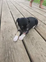 Lilah, a female Rat Terrier and Chihuahua for sale in Lublin, WI – 3 of 3
