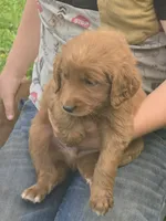 Jasper, a male English Goldendoodle for sale in Lublin, WI – 3 of 5