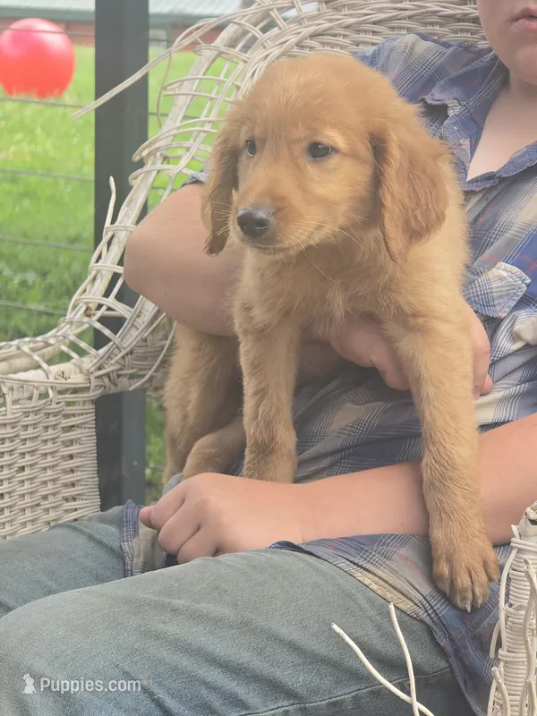 Scamp – English Goldendoodle puppy for sale in Lublin, WI