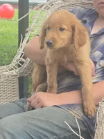 Scamp, a male Golden Retriever for sale in Lublin, WI – 1 of 5