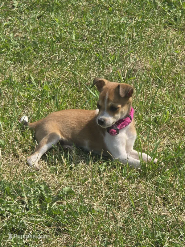 Lacy – Rat Terrier, Chihuahua puppy for sale in Lublin, WI