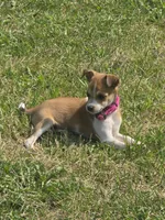 Reduced! Lacy, a female Rat Terrier and Chihuahua for sale in Lublin, WI – 1 of 9