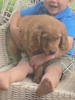 Cinnamon, a male Golden Retriever for sale in Lublin, WI – 6 of 7