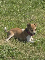 Reduced! Lacy, a female Rat Terrier and Chihuahua for sale in Lublin, WI – 9 of 9