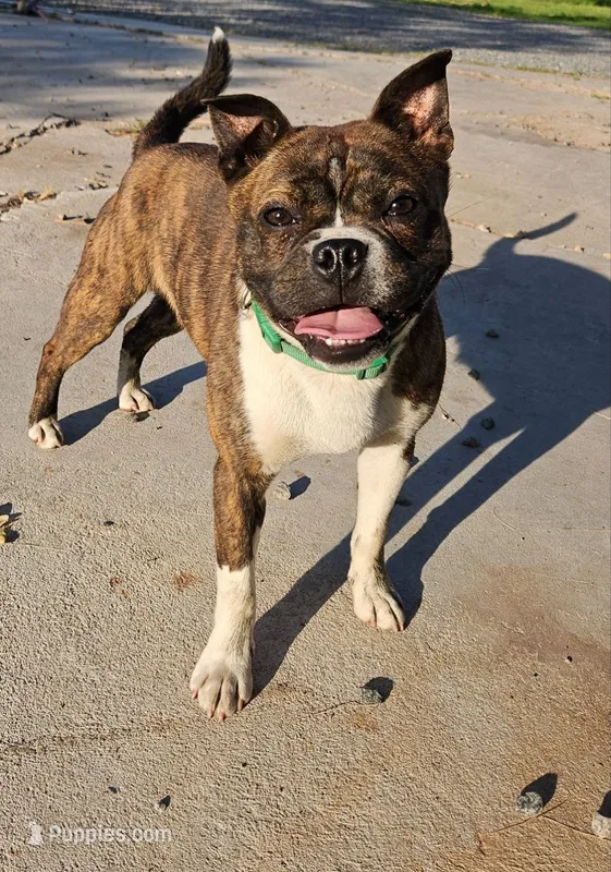 Hunter – Boston Terrier, Shiba Inu puppy for sale in Lublin, WI