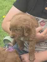 Asher, a male English Goldendoodle for sale in Lublin, WI – 2 of 4