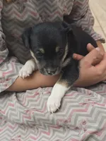 Lilah, a female Rat Terrier and Chihuahua for sale in Lublin, WI – 2 of 3