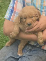 Scamp, a male English Goldendoodle for sale in Lublin, WI – 2 of 4